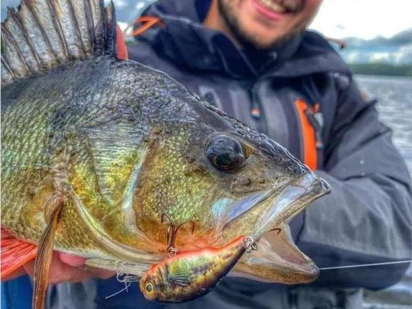 Savage Gear 3D Goby Crank SR 5 Cm | Blue Silver 5 Savage Gear 3D Goby Crank SR 5 Cm | Blue Silver - Afbeelding 3